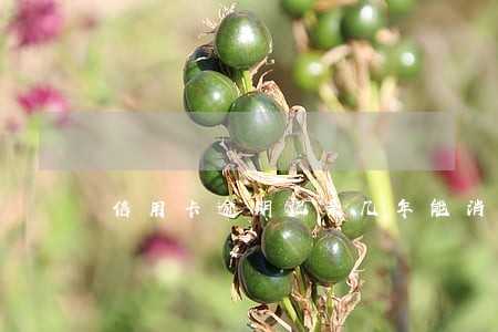 信用卡逾期记录几年能消