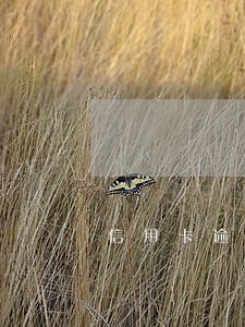 信用卡逾期记录几时消除