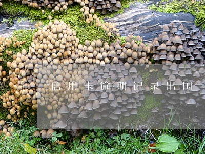 信用卡逾期记录出国 信用卡逾期记录出国