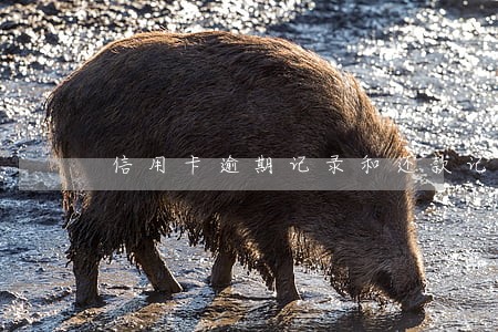 信用卡逾期记录和还款记录 信用卡逾期记录和还款记录