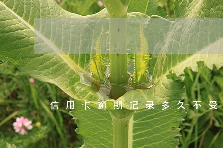 信用卡逾期记录多久不受影响