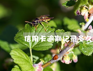 信用卡逾期记录多久会消失 信用卡逾期记录多久会消失