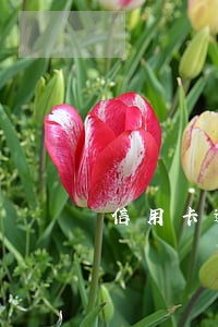 信用卡逾期记录对签证有影响吗 信用卡逾期记录对签证有影响吗