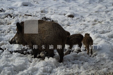 信用卡逾期记录已销户 信用卡逾期记录已销户