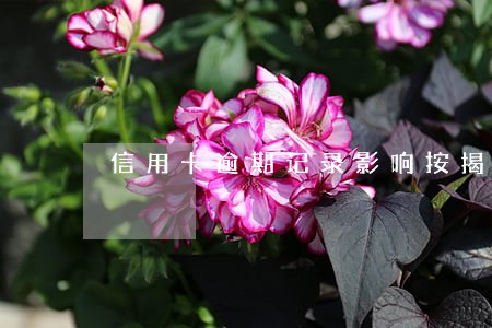 信用卡逾期记录影响按揭吗
