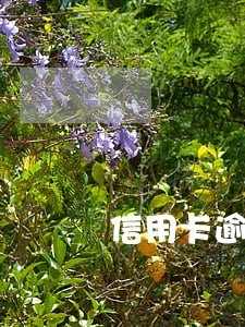 信用卡逾期记录影响贷款怎么弄