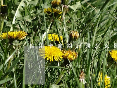 信用卡逾期记录怎么影响信用