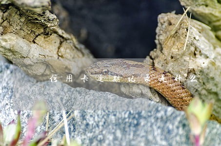信用卡逾期记录是什么 信用卡逾期记录是什么