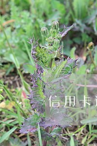 信用卡逾期记录显示天数吗 信用卡逾期记录显示天数吗