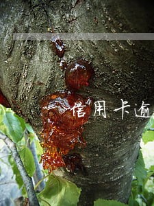 信用卡逾期记录查看 信用卡逾期记录查看