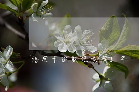 信用卡逾期记录满5年 信用卡逾期记录满5年