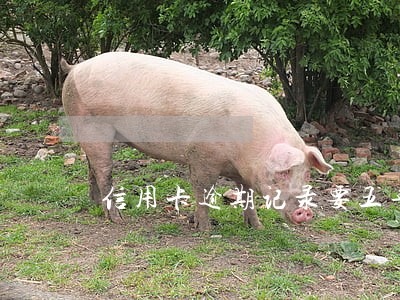 信用卡逾期记录要五年吗 信用卡逾期记录要五年吗
