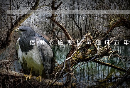 信用卡逾期记录超过五年覆盖 信用卡逾期记录超过五年覆盖