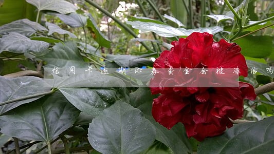 信用卡逾期证券资金会被冻结吗 信用卡逾期证券资金会被冻结吗