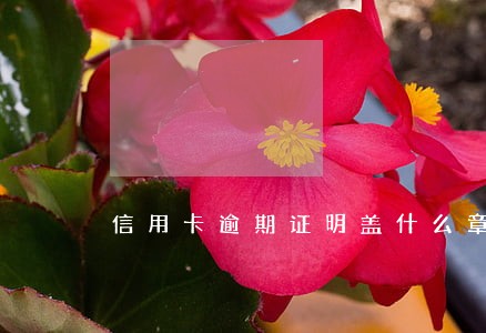 信用卡逾期证明盖什么章子