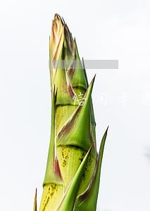 信用卡逾期诉前确认