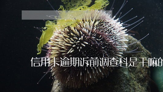 信用卡逾期诉前调查科是干嘛的 信用卡逾期诉前调查科是干嘛的