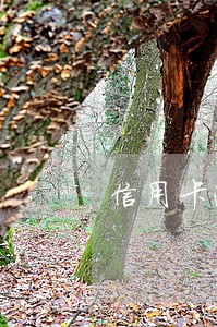 信用卡逾期诉前通知 信用卡逾期诉前通知