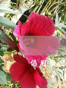 信用卡逾期诉讼了怎么办浦发 信用卡逾期诉讼了怎么办浦发
