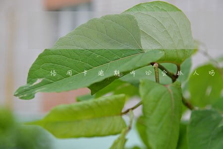 信用卡逾期诉讼会抓人吗 信用卡逾期诉讼会抓人吗