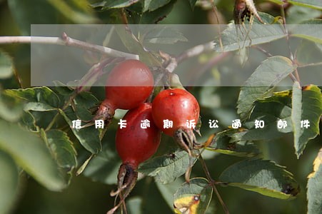 信用卡逾期诉讼通知邮件 信用卡逾期诉讼通知邮件