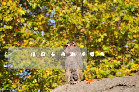 信用卡逾期诚意金 信用卡逾期诚意金