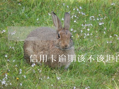 信用卡逾期该不该坦白