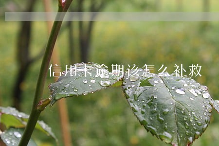 信用卡逾期该怎么补救 信用卡逾期该怎么补救