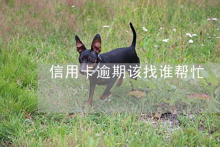 信用卡逾期该找谁帮忙 信用卡逾期该找谁帮忙
