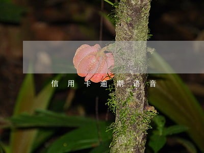 信用卡逾期语音 信用卡逾期语音