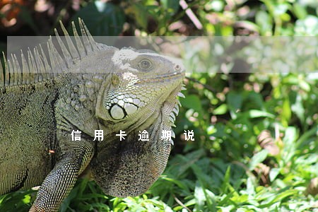 信用卡逾期说 信用卡逾期说