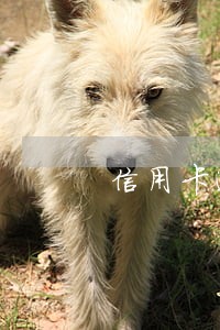信用卡逾期说停卡严重吗