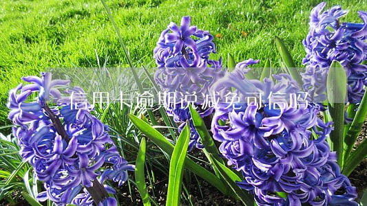 信用卡逾期说减免可信吗