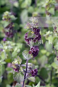 信用卡逾期说到了当地法院 信用卡逾期说到了当地法院