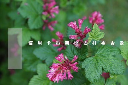 信用卡逾期说去村委会走访真的吗 信用卡逾期说去村委会走访真的吗