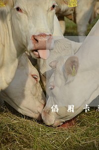 信用卡逾期说多久不还报案 信用卡逾期说多久不还报案