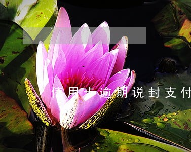 信用卡逾期说封支付宝微信 信用卡逾期说封支付宝微信