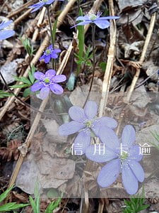 信用卡逾期说小 信用卡逾期说小