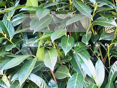 信用卡逾期说已经报案 信用卡逾期说已经报案