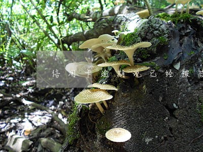 信用卡逾期说已经被告了 信用卡逾期说已经被告了