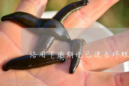 信用卡逾期说已进去坏账处理程序 信用卡逾期说已进去坏账处理程序