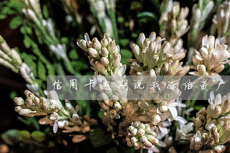 信用卡逾期说我冻结资产 信用卡逾期说我冻结资产