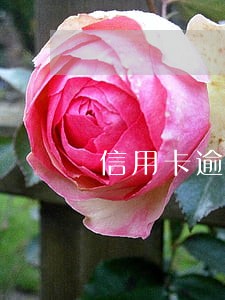 信用卡逾期说明情况 信用卡逾期说明情况