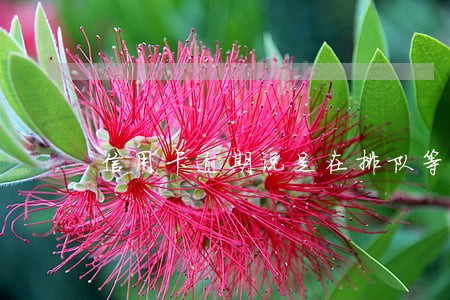 信用卡逾期说是在排队等待受理 信用卡逾期说是在排队等待受理