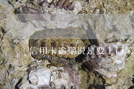 信用卡逾期说是要上门采集资料 信用卡逾期说是要上门采集资料