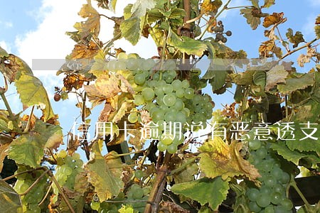 信用卡逾期说有恶意透支 信用卡逾期说有恶意透支