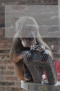 信用卡逾期说来送函件 信用卡逾期说来送函件