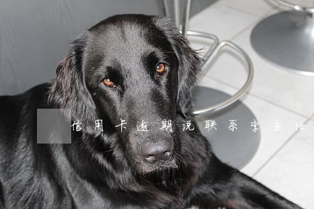 信用卡逾期说联系李主任