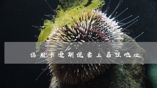 信用卡逾期说要上居住地址 信用卡逾期说要上居住地址