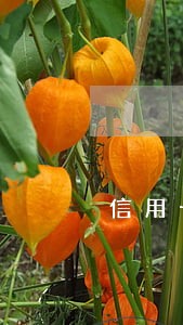 信用卡逾期说要冻结微信账号 信用卡逾期说要冻结微信账号